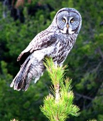 Georgetown Lake Owl 2