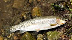 Anaconda Warm Springs Creek Brown
