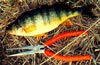 A Passion for Perch