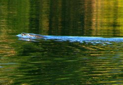 Curlew Lake Tiger Swimming