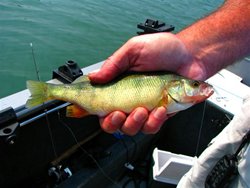 Fish Lake Perch